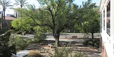 21st Century Desert Landscaping, a UArizona Campus Arboretum tour.