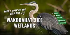 Wakodahatchee Wetlands