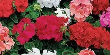 Mystical New Moon Geranium DIY Workshop & Journey 5/6/27