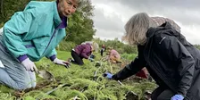 Revive The Roots Volunteer Days 2026