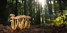 Family Fungus Walk