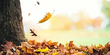 Fall Stroll in the Park (Adults and Ages 8+)