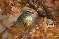 Guided Birding Walk: Wintering Birds
