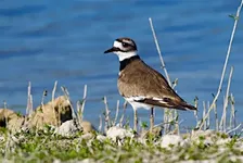 Guided Birding Walk: Shorebirds