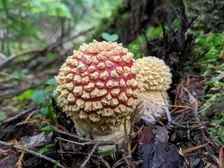 Mushroom Walk