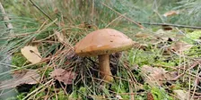 Mushroom Hunt