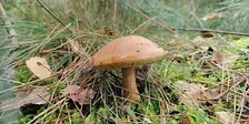 Mushroom Hunt