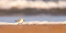 Identifying Coastal Birds in the Colder Months