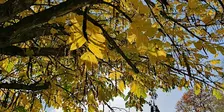 Autumn Forest Bathing Walk in Vogrie Country Park