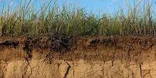Living Soils Workshop