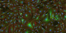 MNB: Essentials in Microscopy - From sample preparation to fluorescence