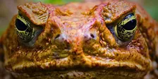 Halloween Myths Unraveled (Adults and Ages 8+)
