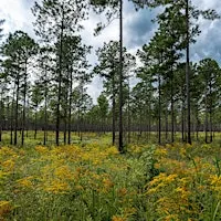 Longleaf Pine Seedling Planting