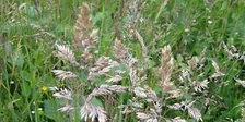 Grasses for Beginners