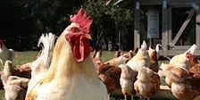 Backyard Chicken Class