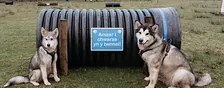 Dog Agility Area