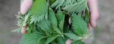 Spring Foraging & Plant Identification Walk