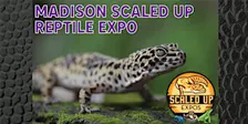 Madison Scaled Up Reptile Expo 11-08-2026