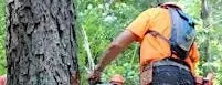 Tree Felling Workshop