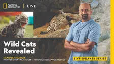 National Geographic Live - Wild Cats Revealed