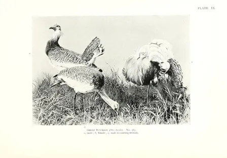 Life and Work on Sable Island, Parks Canada's Study