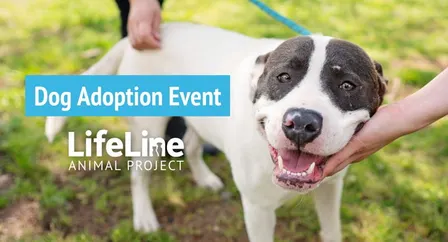 Brookhaven International Festival Dog Adoption Event