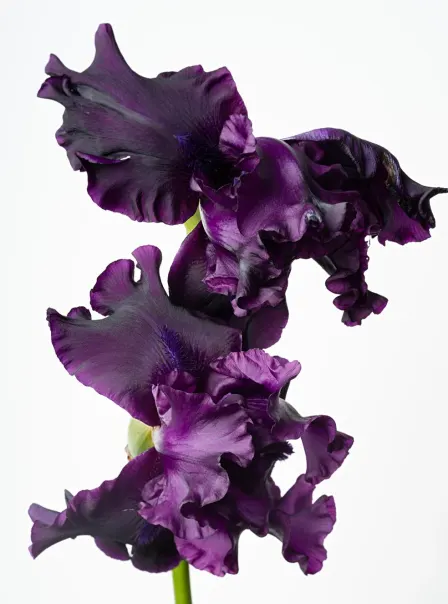 Sharon Core: Flowering