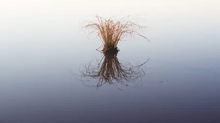 how lonely, to be a marsh
