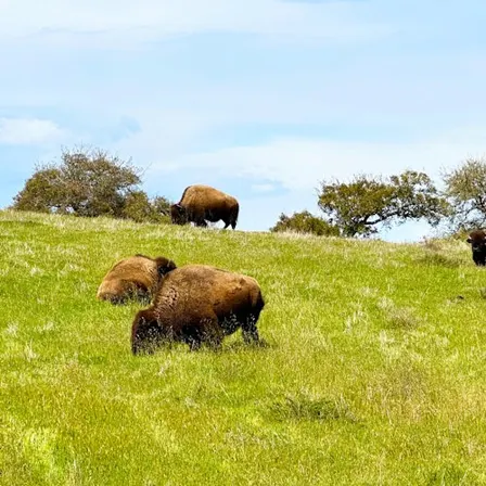 Santa Catalina Island: Guided Safari Tour