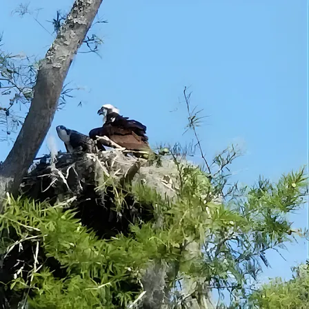 Waccamaw River Nature and Wildlife Tour