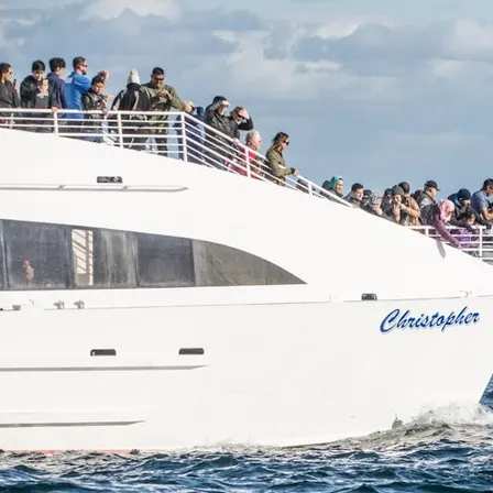 Long Beach: Whale and Dolphin Watching Cruise