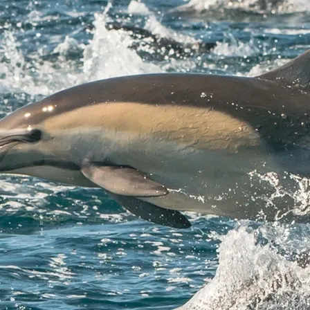 Newport Beach: Year-Round Whale and Dolphin Cruises