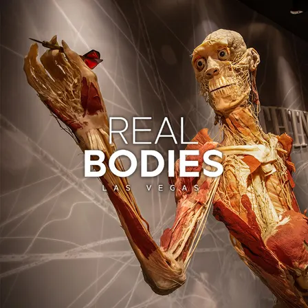 Real Bodies: A Journey Through the Human Experience at the Horseshoe Las Vegas