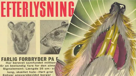 Rotten og byen - rottebekæmpelse, velfærd og hverdag i 1900-tallets København
