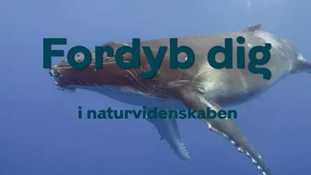 Fordyb dig i naturvidenskab - Med havets kæmper på jagt