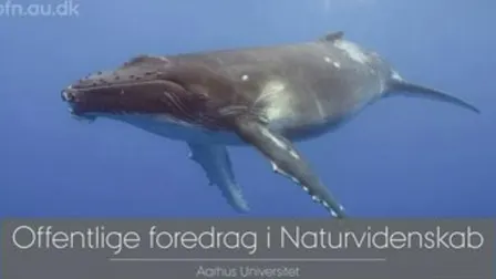 Foredrag: Med havets kæmper på jagt