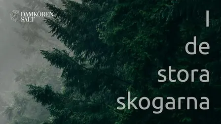 I de stora skogarna - Höstkonsert med Damkören SALT