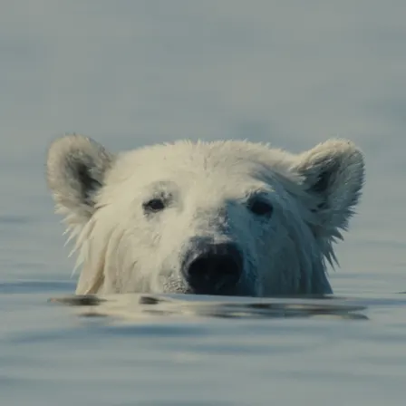 Nuisance Bear | Berlin Premiere + Conversation