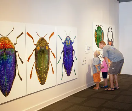 Small Wonders: Insects in Focus — Carrollton Public Library