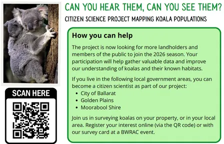 Monthly Koala Walk
