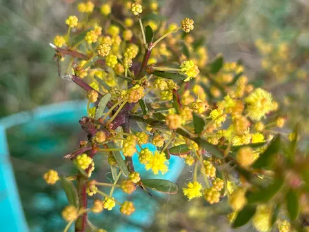 Tree planting for koala + wildlife habitat