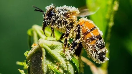 BRB North members Open Hive- Getting into Spring