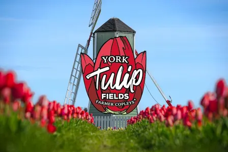 York Tulip Fields