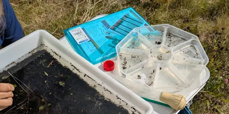 Bucknall Park - Riverfly monitoring