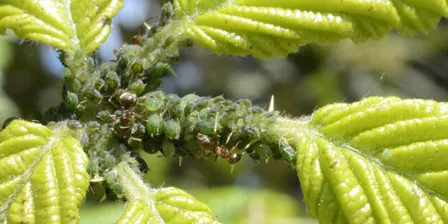 Healthy Edible Garden Series: Pest Management