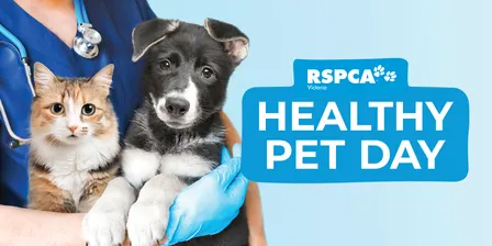 Healthy Pet Day- Fitzroy November 2026