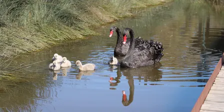 Oaklands Wetland Tours 2026