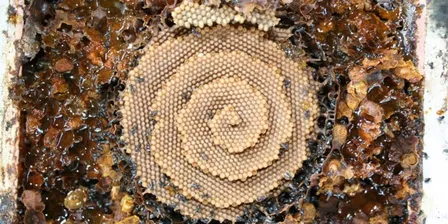 Native Bee's- Full Day Workshop by Bower Bee's Co-op