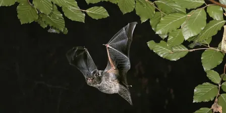 Bat Walk 24 September