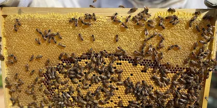 Advanced Beekeeping 2026/2027 season